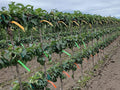 3 Tier European Pear Espalier Combo Tree (3 Varieties)