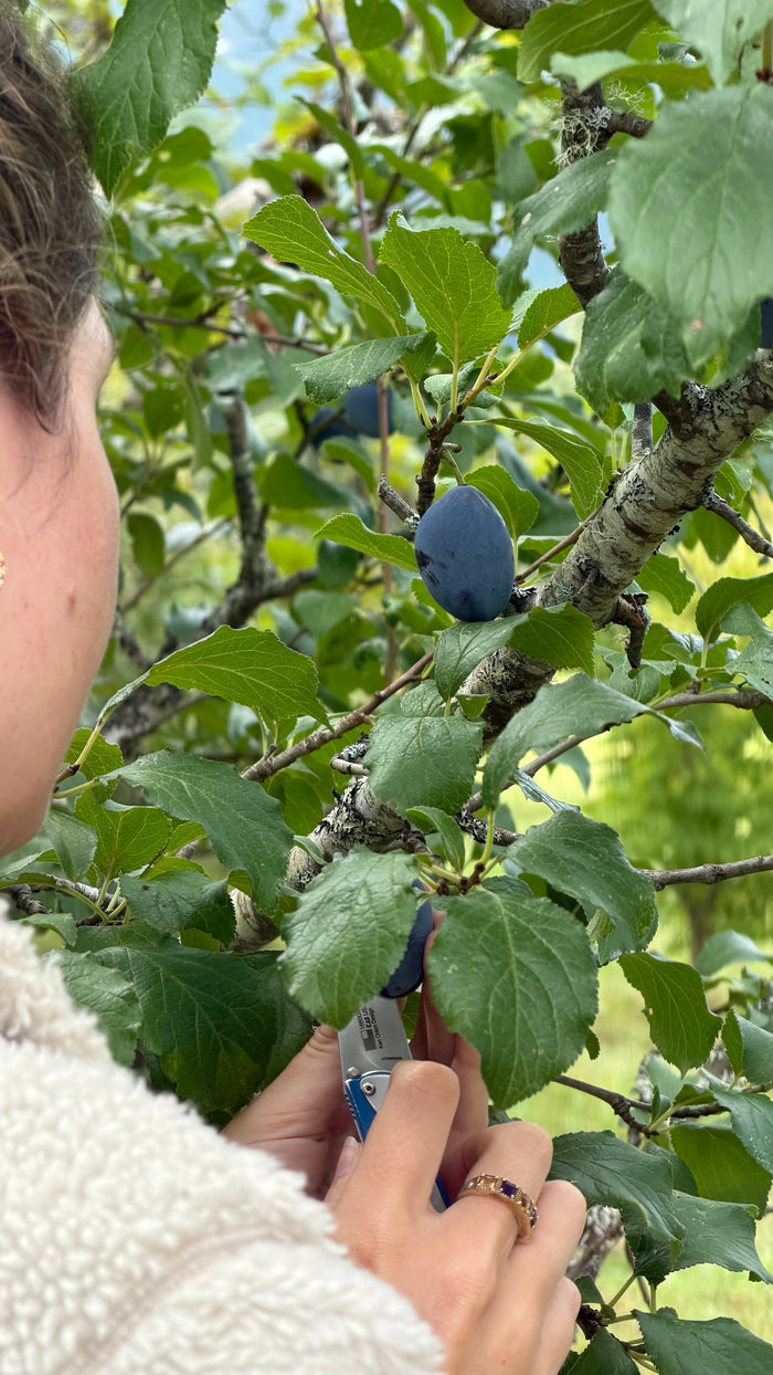 Pozegaca European Plum