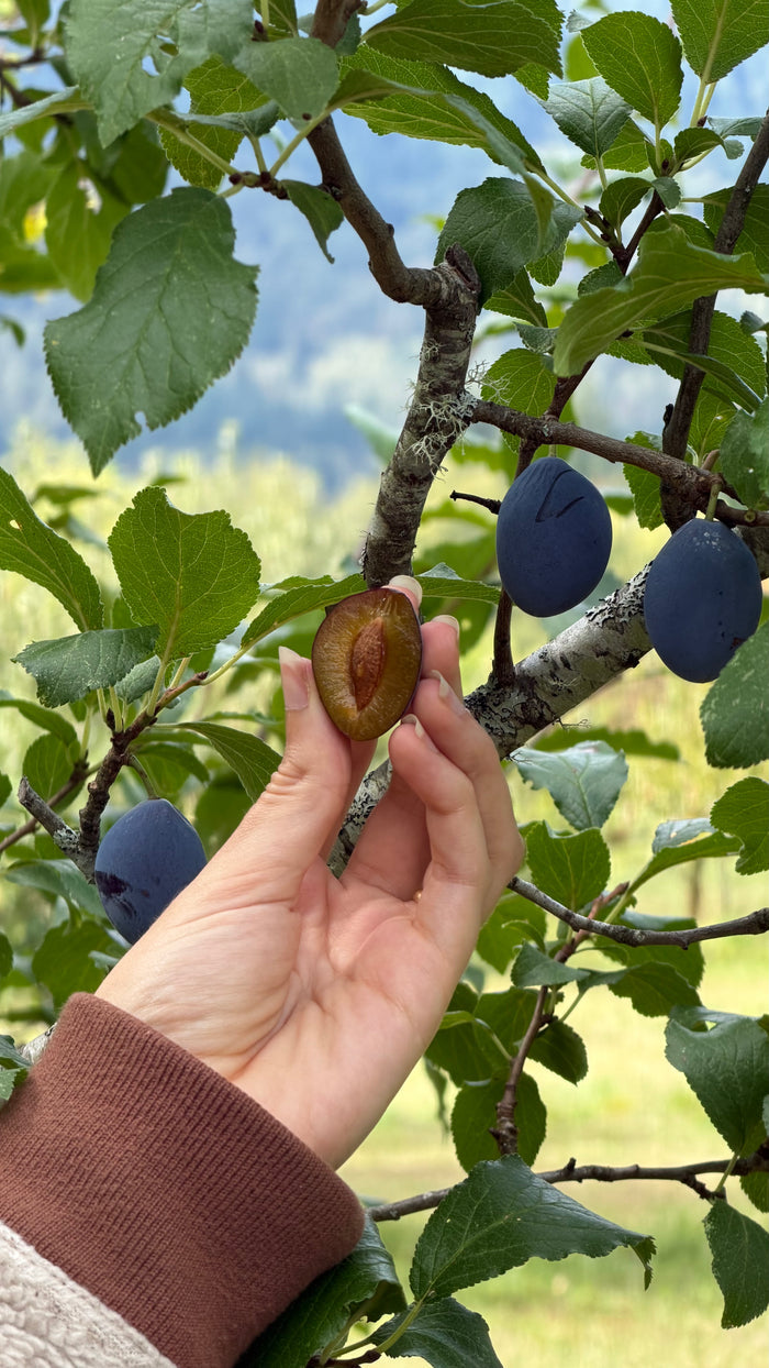Pozegaca European Plum