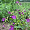 Purple Perfume Nicotiana Seedlings