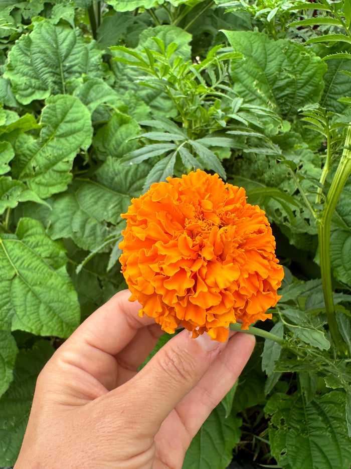 Crackerjack Mix African Marigold Seedlings