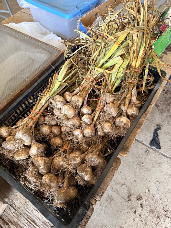 Early Red Italian Softneck Garlic