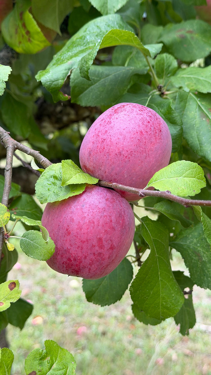 Liberty Apple