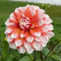A La Mode Dahlia Tuber