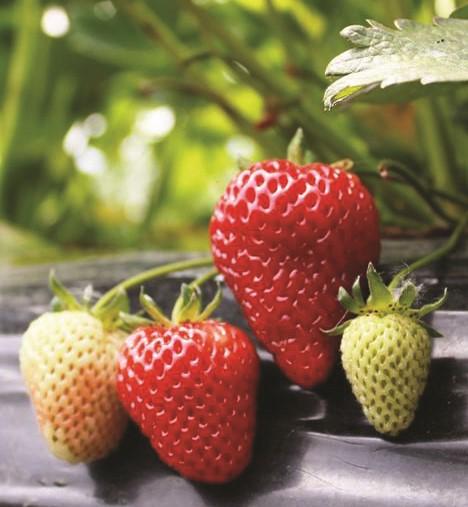 Albion Strawberry - Raintree Nursery