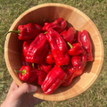 Aleppo Pepper