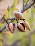 All in One Almond - Raintree Nursery