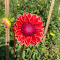 All That Jazz Dahlia Tuber