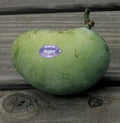 Allegheny® Paw Paw-Fruit Trees-North Woods-5 1/2" Band Pot-