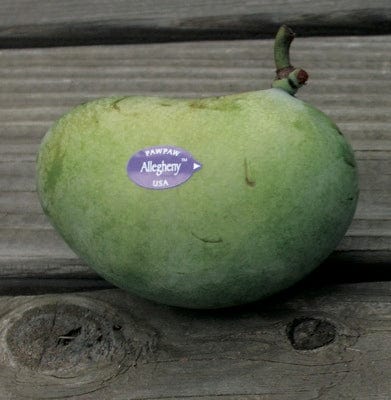 Allegheny® Paw Paw-Fruit Trees-North Woods-5 1/2" Band Pot-