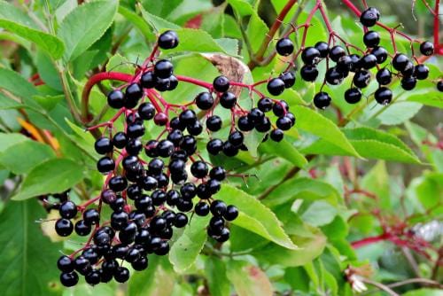 Allesoe Elderberry - Raintree Nursery