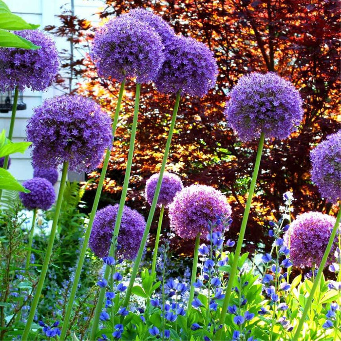 Allium 'Ambassador'