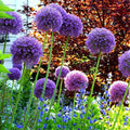 Allium 'Ambassador'