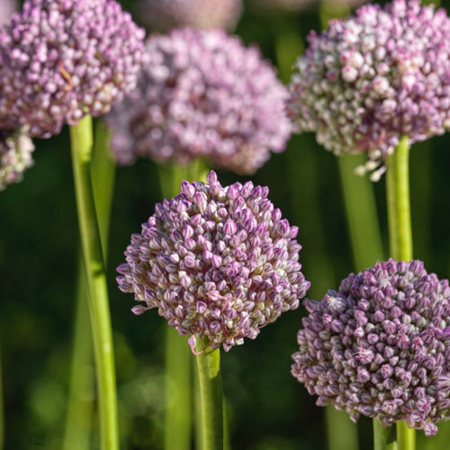 Allium 'Ping Pong'