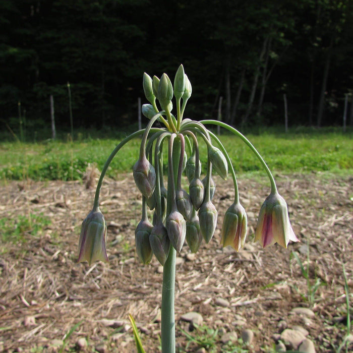Allium "Sicilian Honey Lily" vendor-unknown
