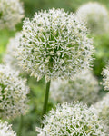 Allium stipitatum 'Mount Everest'