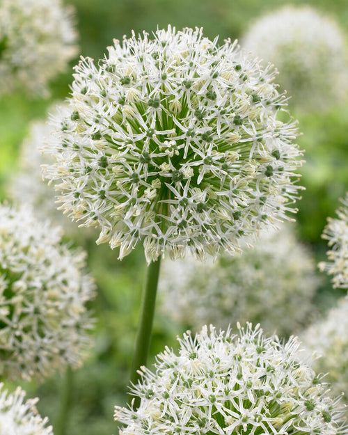 Allium stipitatum 'Mount Everest'