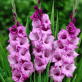 Alpha Gladiolus