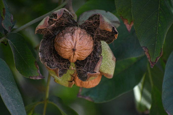 Ambassador Walnut