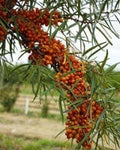 Amber Dawn™ Seaberry-Berries-North Woods-