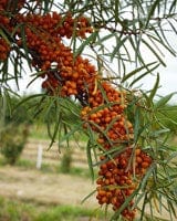 Amber Dawn™ Seaberry-Berries-North Woods-