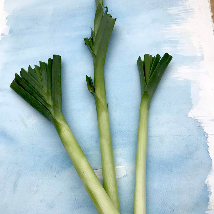 American Flag Leek Seedlings