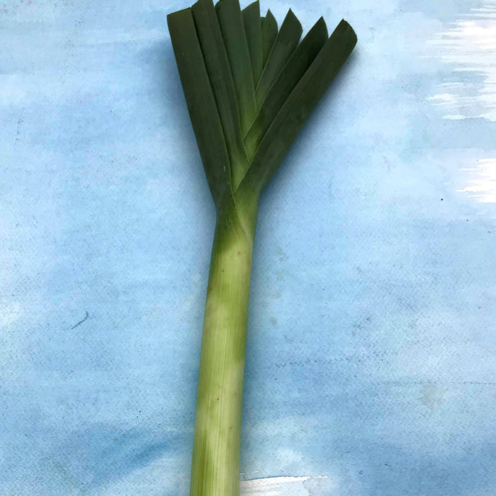 American Flag Leek Seedlings