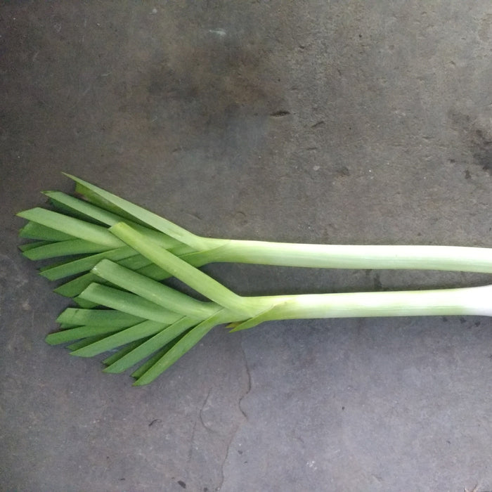 American Flag Leek Seedlings