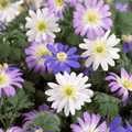 Anemone blanda 'Mixture'