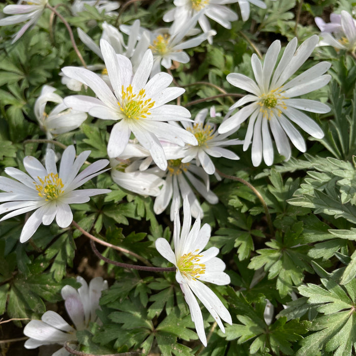 Anemone blanda 'White Splendor'