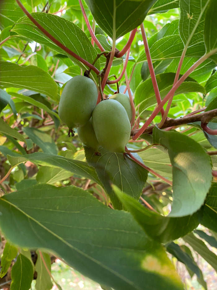 Annanasnaja Hardy Kiwi