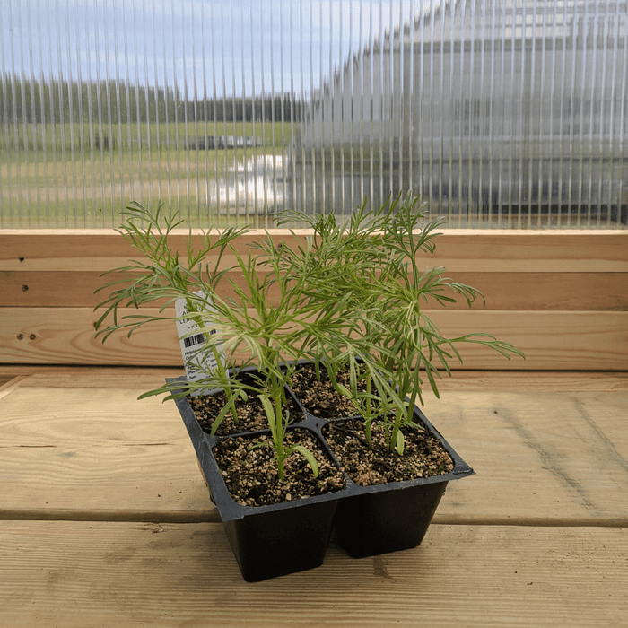 Apricot Lemonade Cosmos Seedlings