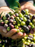 Arbequina Olive - Raintree Nursery