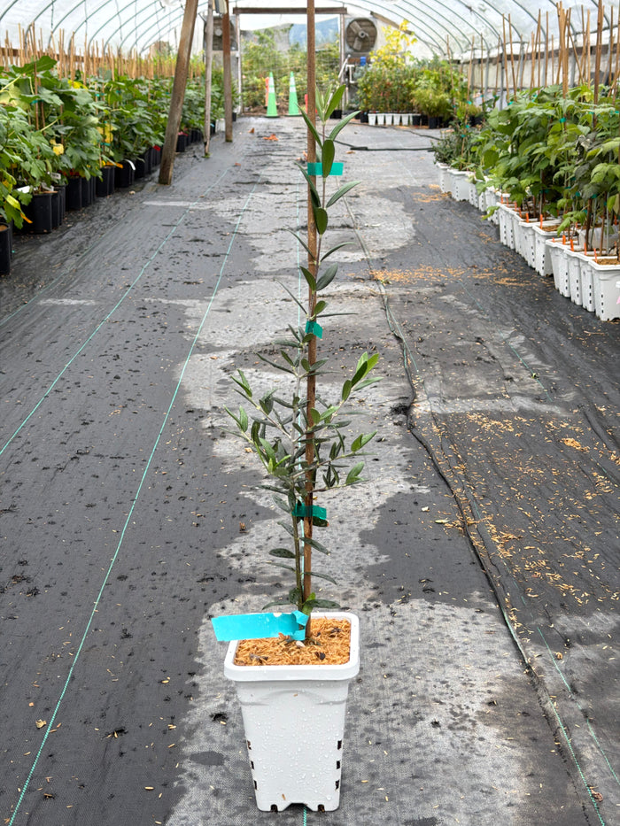 Arbequina Olive