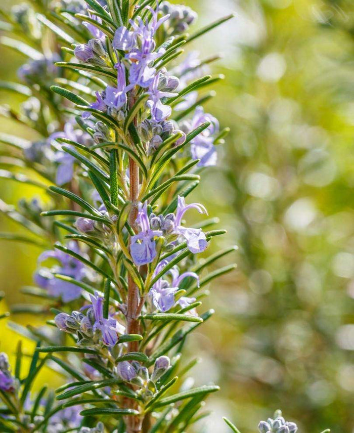 Arp Rosemary - Raintree Nursery