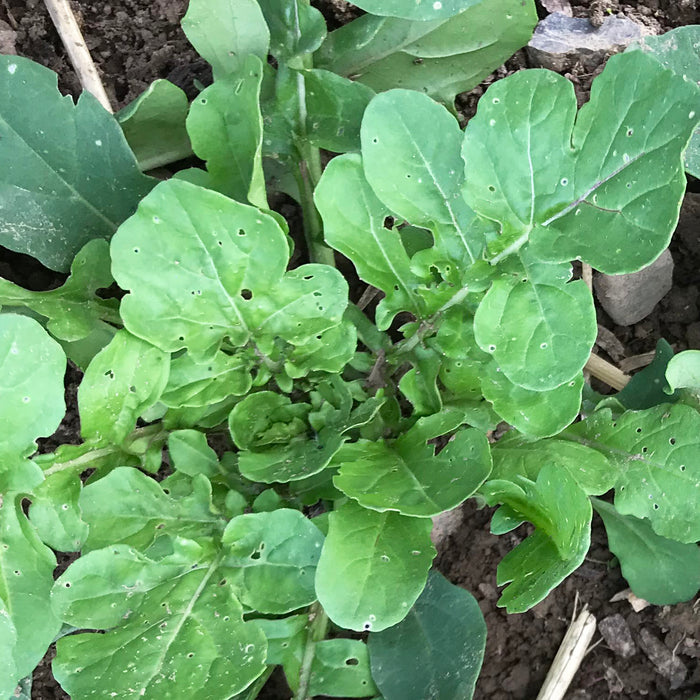 Arugula Seedlings