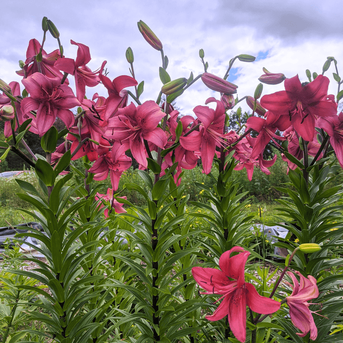Asiatic Lily 'Pearl Loraine'