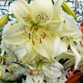 Asiatic Lily 'Sweet Surrender'