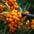 Askola™ Seaberry Female - Raintree Nursery