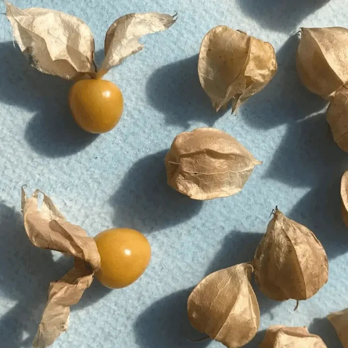 Aunt Molly's Ground Cherry