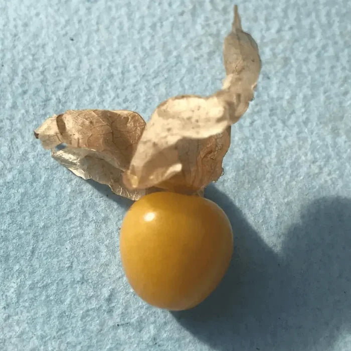 Aunt Molly's Ground Cherry