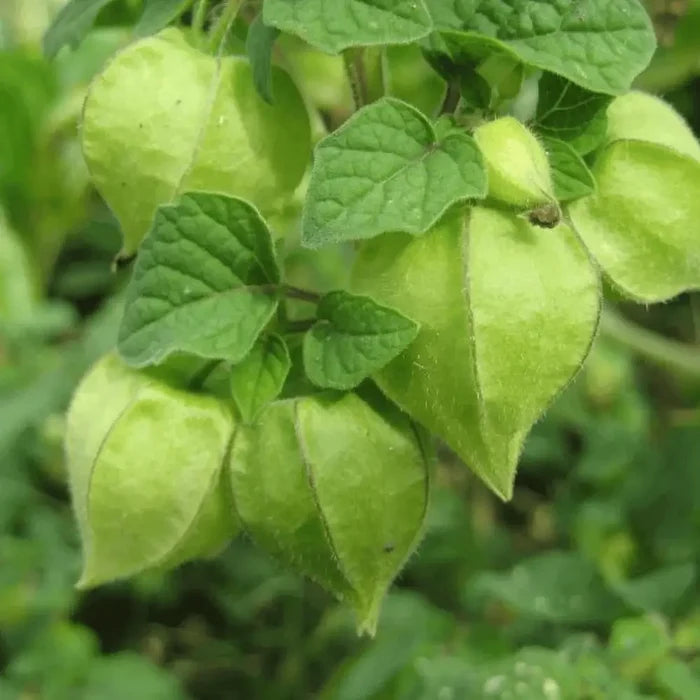 Aunt Molly's Ground Cherry