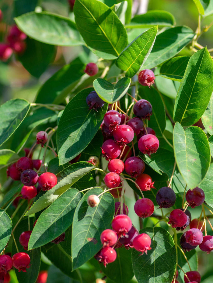 Autumn Brilliance Serviceberry - Raintree Nursery