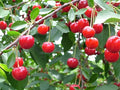Balaton™ Cherry - Raintree Nursery