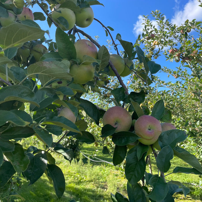 Baldwin Apple Tree