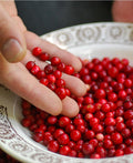 Balsgard Lingonberry - Raintree Nursery