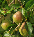 Bartlett European Pear-Fruit Trees-Biringer-Semi-Dwarf (4'-5')-