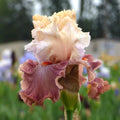 Bearded Iris 'Champagne and Strawberries'