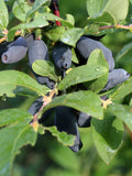 Berry Blue Honeyberry - Raintree Nursery