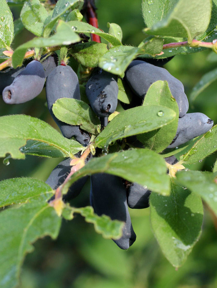 Berry Blue Honeyberry - Raintree Nursery